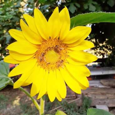 Das Bild zeigt eine leuchtend gelbe Sonnenblume mit einer markanten Mitte und grünen Blättern vor einem verschwommenen Hintergrund aus Bäumen und einer Metallstruktur.