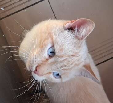 Um lindo gato de cor creme, com olhos azuis marcantes e bigodes salientes, olha para cima com curiosidade. O fundo mostra um ambiente interno em tons neutros.