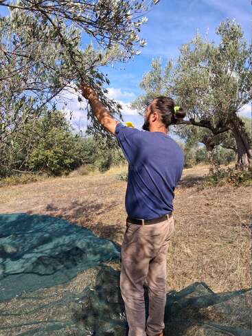 Uma pessoa colhe azeitonas de uma árvore em um campo rural ensolarado. Os ramos de oliveira, as redes verdes no chão e o céu azul criam uma atmosfera tranquila.