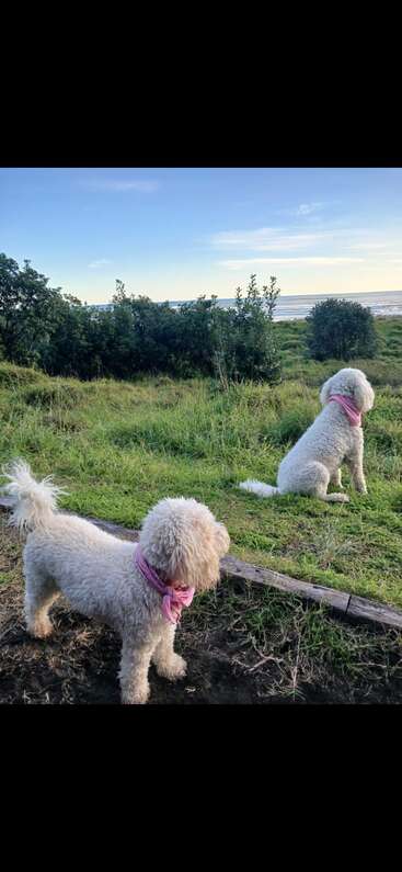 Two fluffy white dogs wearing pink bandanas enjoy a grassy field near the beach, surrounded by green bushes under a blue sky with scattered clouds. Peaceful scene.