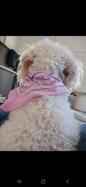 A fluffy white dog, seen from behind, wears a pink bandana with a cartoon design. The background reveals a cozy, indoor environment with soft lighting.