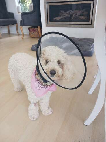 A fluffy white dog wearing a pink bandana and an Elizabethan cone stands indoors on a wooden floor, near a fireplace and some stylish furniture.