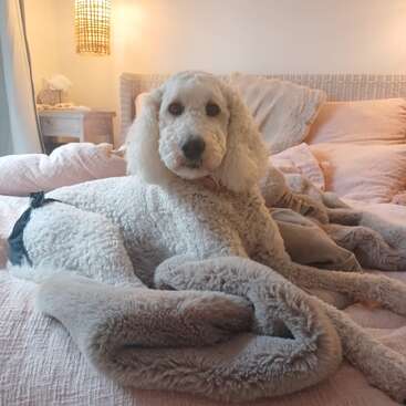 A fluffy white poodle lies comfortably on a soft, pink bed covered with cozy blankets. Warm lighting and a bedside table create a peaceful, inviting atmosphere.