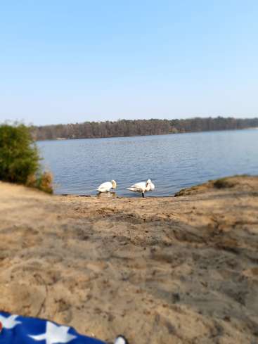 A imagem mostra dois cisnes brancos em pé em uma praia de areia, com um lago sereno e uma costa arborizada ao fundo, sob um céu azul claro.
