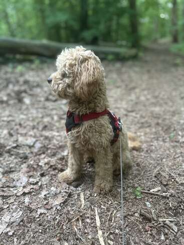 Un chien au pelage duveteux et aux poils bouclés, muni d'un harnais rouge, est assis sur un sentier forestier et regarde sur le côté. L'arrière-plan est vert, luxuriant et légèrement flou.