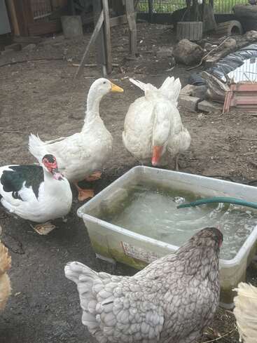 Plusieurs canards et poulets se rassemblent autour d'un bac en plastique rempli d'eau posé sur un sol boueux, à côté d'un tuyau d'arrosage vert, dans un décor de ferme en plein air.