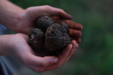 A pair of hands gently holds several freshly harvested black truffles, showcasing their textured, earthy surface. The background is blurred, emphasizing the prized fungi.