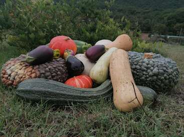 A colorful assortment of various pumpkins, gourds, squash, zucchinis, and eggplants lies on grassy ground outdoors, surrounded by lush green bushes and hills.