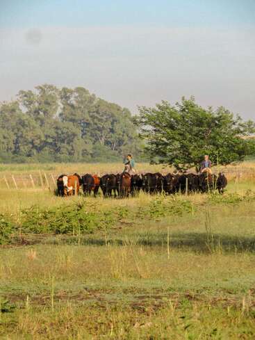 Dos personas arrean un grupo de reses en un campo verde y cubierto de hierba. Árboles y una valla forman el telón de fondo bajo un cielo azul con nubes.