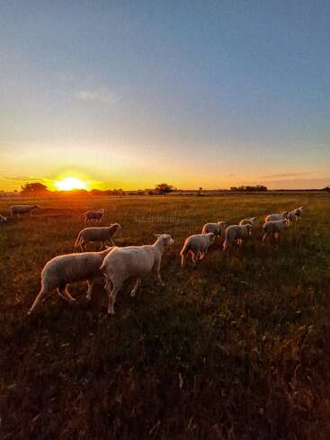 Un rebaño de ovejas pasta tranquilamente en un campo verde al atardecer, con la luz dorada del sol iluminando el paisaje y un cielo claro y colorido en lo alto.