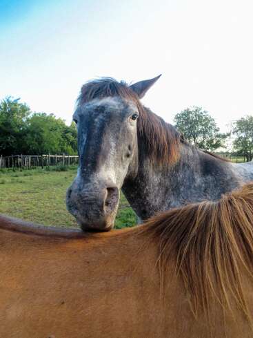 Un caballo gris apoya suavemente la cabeza sobre el lomo de un caballo marrón en un campo cubierto de hierba, rodeado de árboles y un cielo azul despejado.