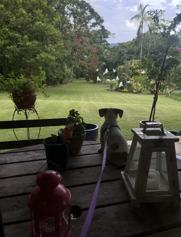 Ein kleiner Hund sitzt auf einem rustikalen Holztisch und guckt auf einen üppigen, grünen Garten mit weißen Vögeln, umgeben von Laternen und Topfpflanzen.