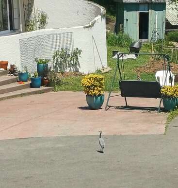 Ein kleiner Vogel steht auf einer sonnigen Veranda. Blaue Blumentöpfe, eine Gartenschaukel, Stufen und ein rustikaler Schuppen vervollständigen die friedliche, grüne Hinterhofszene.
