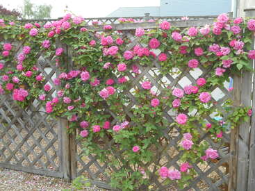 Une clôture en treillis de bois est ornée de roses grimpantes d'un rose vif en pleine floraison, créant une scène de jardin luxuriante et pittoresque sous un ciel clair.
