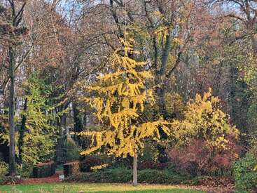 A vibrant yellow tree stands out in the center of a park surrounded by autumnal trees, lush green grass, and fallen leaves scattered on the ground.