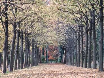 A serene path lined with tall, evenly spaced trees forms a natural archway overhead. Fallen autumn leaves carpet the ground, creating a tranquil, peaceful atmosphere.