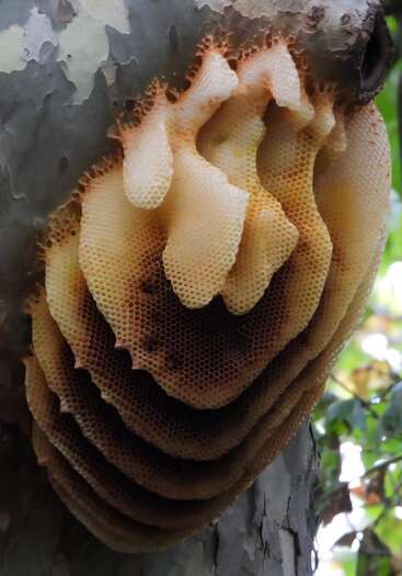 This image shows a large, natural honeycomb attached to the side of a tree. The honeycomb layers have hexagonal cells and a golden-brown color.
