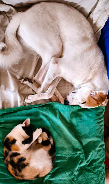 A white dog and a calico cat are peacefully sleeping side by side on a cozy bed, surrounded by soft sheets and a green blanket.