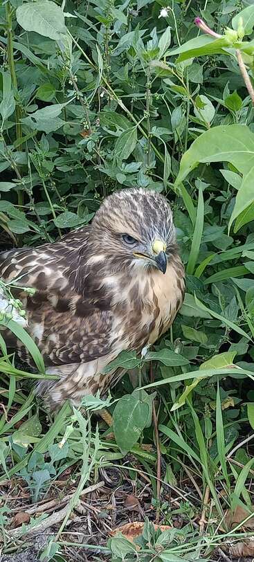 Um jovem falcão senta-se calmamente no chão, cercado por uma densa folhagem verde, misturando-se ao ambiente natural, observando atentamente com olhos penetrantes.