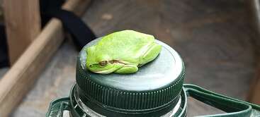 Um pequeno sapo verde brilhante está descansando confortavelmente em cima de uma tampa de garrafa de água verde escura, misturando-se com o ambiente. O fundo está desfocado.