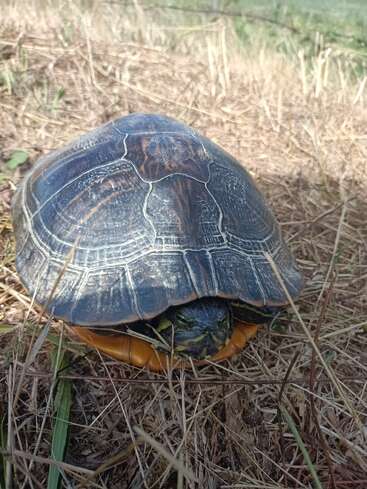 Uma tartaruga com um casco escuro e estampado está sentada na grama seca, com a cabeça parcialmente enfiada. O plano de fundo é um campo com vegetação marrom dispersa.