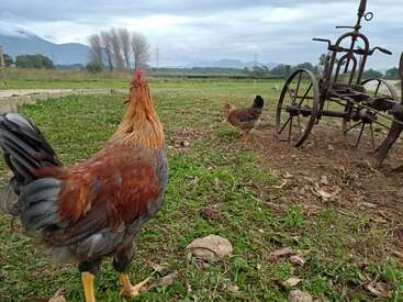 Um galo e uma galinha estão na grama verde perto de um arado velho e enferrujado. Ao fundo, há montanhas, árvores e um céu nublado.
