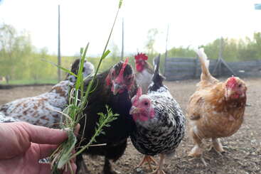A group of chickens eagerly approaches a human hand holding fresh green grass and weeds, in an outdoor pen with a blurry background of trees and fencing.