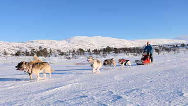 A person rides a red sled pulled by five huskies through a snowy landscape, surrounded by snow-covered mountains and trees under a bright blue sky.