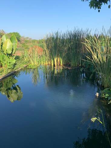 Un étang serein à l'eau bleue claire reflète de grands roseaux verts et le feuillage luxuriant qui l'entoure. Le ciel est lumineux et sans nuage, ce qui évoque la tranquillité et la nature.