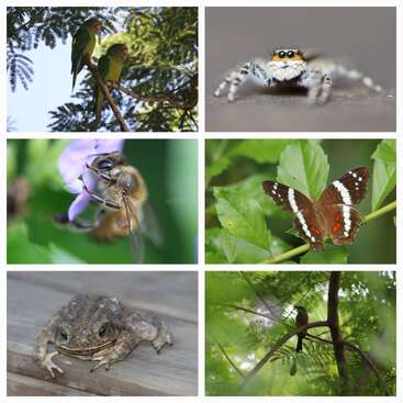 Ce collage présente une faune vibrante : deux perroquets, une araignée sauteuse, une abeille sur une fleur, un papillon, un crapaud sur du bois et un oiseau dans du feuillage.