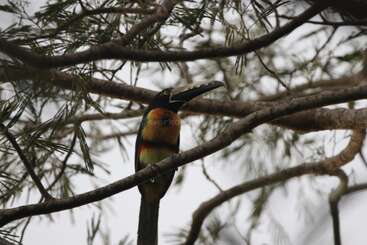 Un oiseau coloré ressemblant à un toucan est perché sur une branche d'arbre, entouré d'aiguilles de pin et de branches. L'arrière-plan est flou, ce qui permet de mettre l'accent sur l'oiseau coloré.