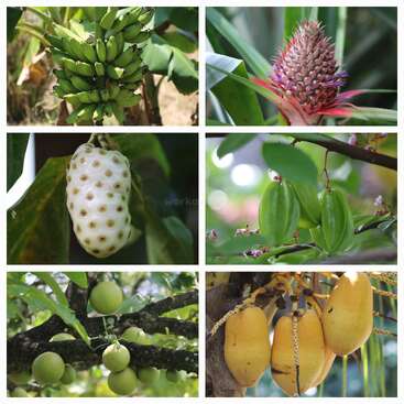 Ce collage d'images présente six fruits tropicaux exotiques différents qui poussent encore sur leurs plantes ou leurs arbres, présentant une variété de couleurs, de formes et de textures naturelles uniques.