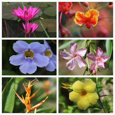 Cette image présente un collage de six fleurs vibrantes : rose, jaune orangé, violet, rose clair, orange vif et jaune, chacune d'entre elles étant entourée d'un feuillage vert.