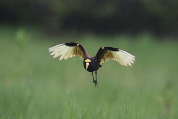 Un oiseau aux ailes jaune vif et au corps sombre vole en rase-mottes au-dessus d'un champ vert et herbeux. L'arrière-plan est flou, ce qui attire l'attention sur l'oiseau.