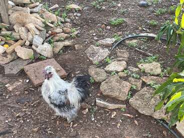 Una gallina esponjosa, blanca y negra, está de pie sobre tierra rodeada de rocas y vegetación. Cerca, hay un montón de piedras y una manguera de goma a la vista.