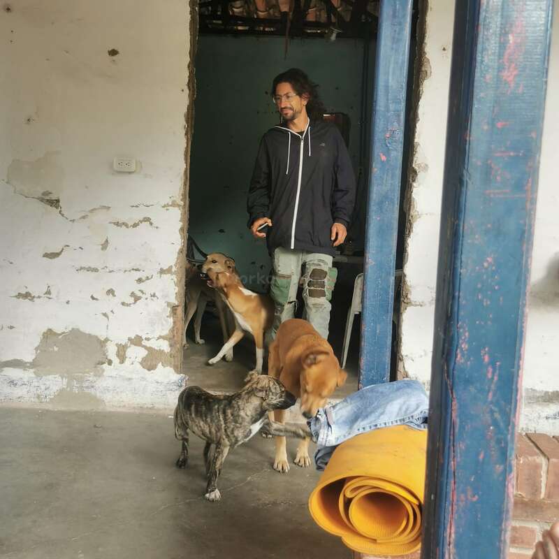 The image depicts a man standing in a doorway with three dogs, surrounded by a worn white wall and a blue pole, with a yellow mat on a brick ledge in the foreground.
