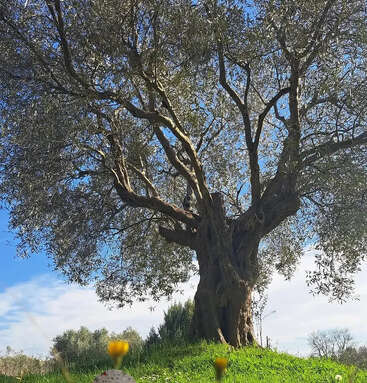 Ein majestätischer, alter Olivenbaum steht auf einem grasbewachsenen Hügel; sein dicker, knorriger Stamm und seine ausladenden Äste zeichnen sich deutlich vor einem strahlend blauen, leicht bewölkten Himmel ab.