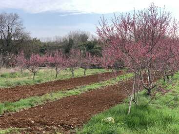 Ein malerischer Obstgarten mit Reihen kleiner Bäume, die in rosa Blüten stehen, üppig grünem Gras, frisch gepflügter brauner Erde und einer Baumkulisse vor einem teilweise bewölkten Himmel.