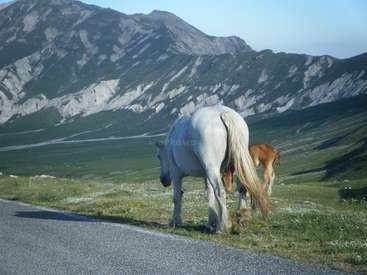 Das Bild zeigt ein weißes Pferd und ein braunes Fohlen, die am Straßenrand vor einer bergigen Kulisse grasen.