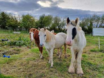 The image depicts three horses standing in a grassy field, with trees and a cloudy sky in the background, surrounded by a wire fence.