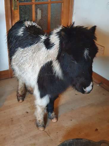 The image depicts a small black and white pony standing in a room with a wooden door and white walls, facing right, with its head turned towards the camera.
