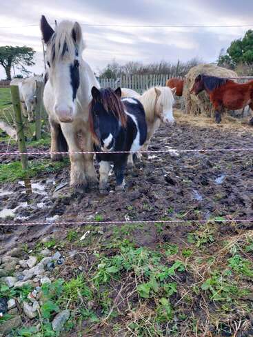 The image depicts a muddy farm scene with multiple horses, including a large white horse and a small black and white pony, standing behind a fence.