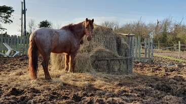 The image shows a horse grazing in a field, with a fence in the background and a body of water visible in the distance. The horse is brown and white.