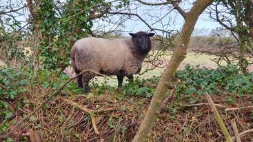 The image shows a sheep grazing in a field, with a fence in the background and a body of water visible in the distance. The sheep is white with black markings.