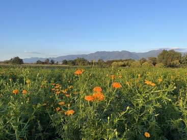 A imagem mostra um campo vibrante de flores alaranjadas, possivelmente malmequeres, em um cenário de árvores e montanhas sob um céu azul claro.