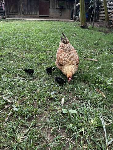 A imagem retrata uma mãe galinha com três pintinhos em um quintal gramado, com um celeiro ao fundo, mostrando uma cena serena de fazenda.
