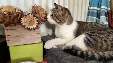 A imagem mostra um gato sentado em uma mesa, olhando diretamente para a câmera com a cabeça inclinada para a esquerda. O gato é branco com manchas pretas e tem uma cauda longa. O plano de fundo é uma parede lisa.