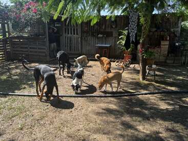 A imagem mostra um grupo de cães em um quintal, com um homem em pé ao fundo, cercado por uma cerca de madeira e vários objetos externos.