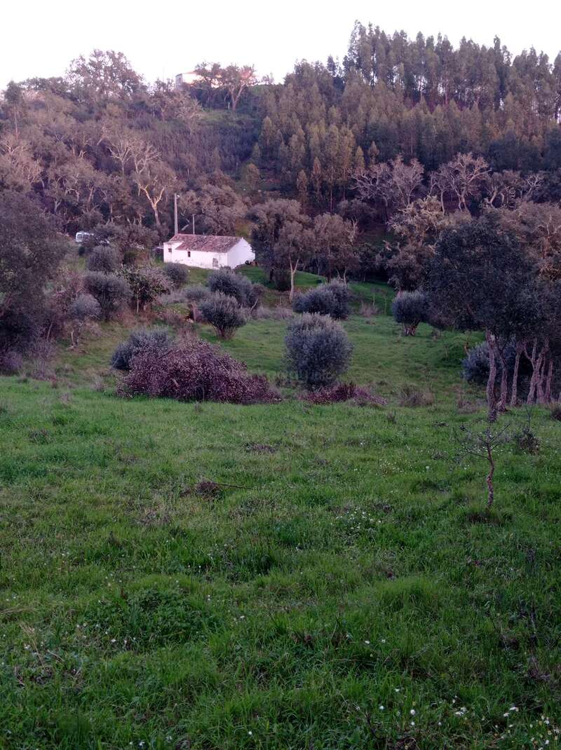Das Bild zeigt eine ruhige, ländliche Landschaft mit einem weißen Haus mit braunem Dach, umgeben von Bäumen und Sträuchern in einem üppigen grünen Feld.