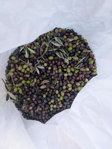 Sac blanc rempli d'olives vertes et violettes fraîchement récoltées, mélangées à des branches et des feuilles d'olivier, prêtes à être transformées, éventuellement pour l'huile ou le séchage.